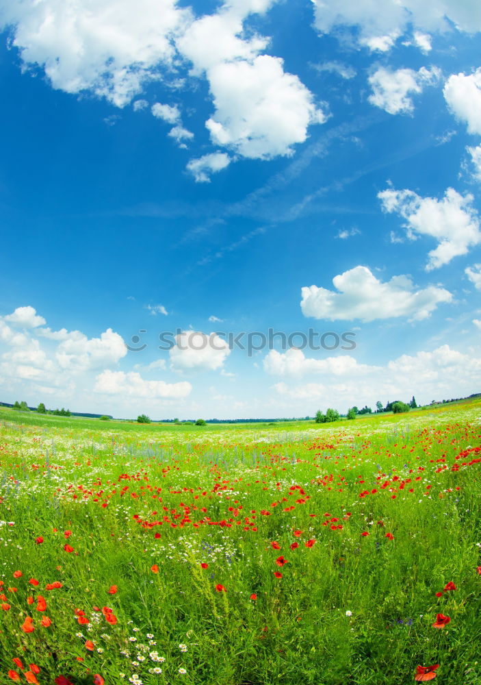 Similar – Image, Stock Photo summer Nature Landscape