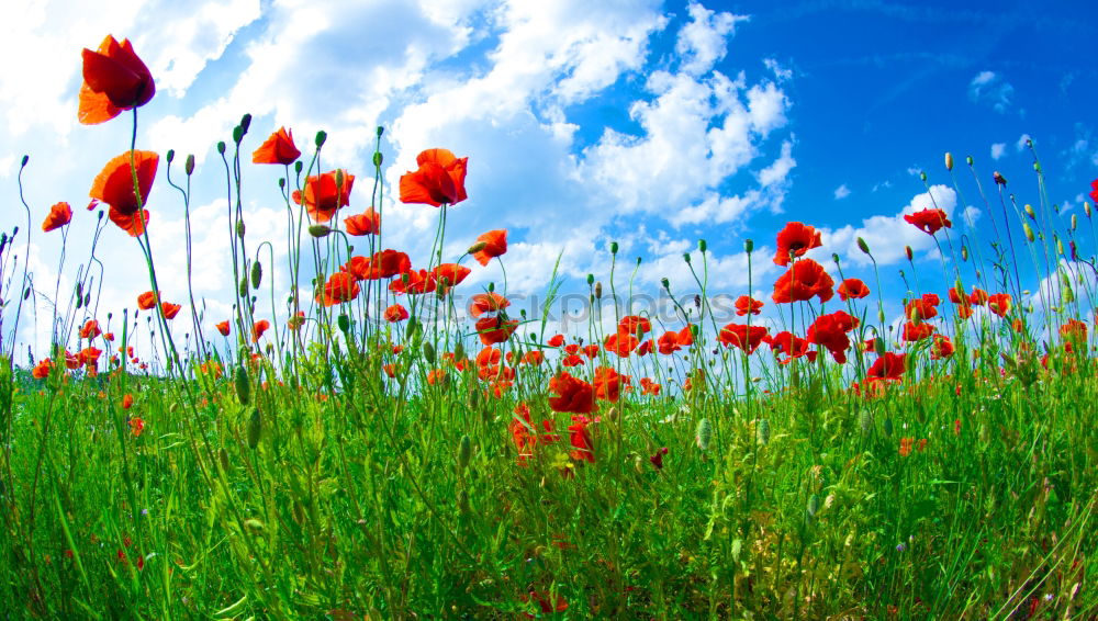 Similar – poppy Nature Plant Sky