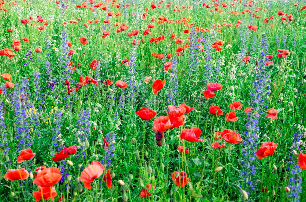 Similar – Image, Stock Photo Poppies and more. Summer