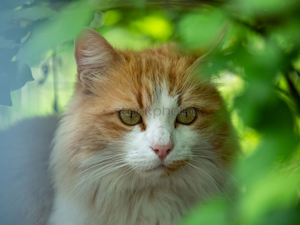 Similar – Katze versteckt in gelben Pflanzen