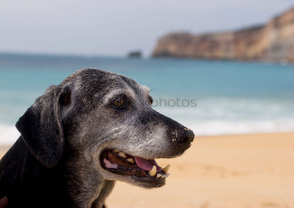 Similar – Image, Stock Photo two happy dogs having fun at the beach. Sitting by sheashore