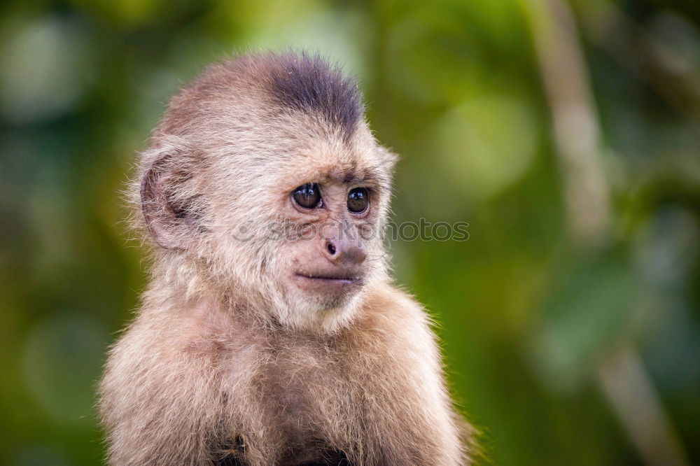 Similar – Baby monkey with little stick