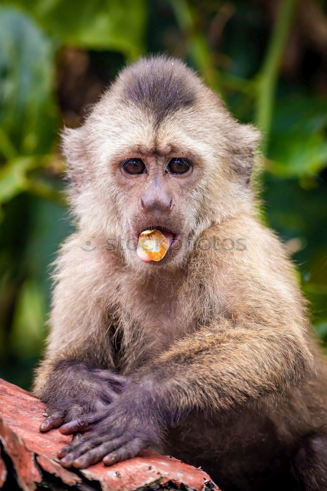 Similar – Image, Stock Photo A Wild Monkey Easts A Banana