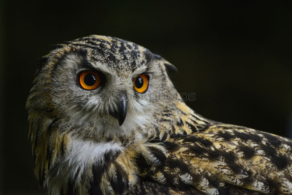 Similar – Foto Bild SUPER OWL Florida