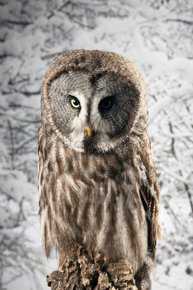 Similar – Image, Stock Photo Snowy owl face II