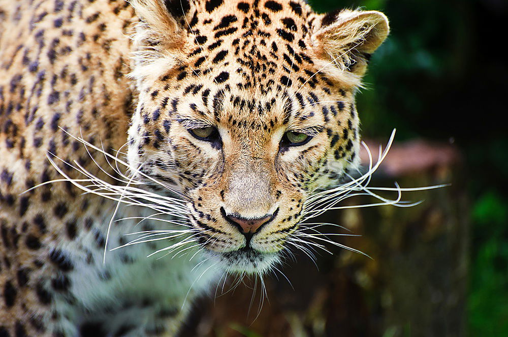 Similar – Close up portrait of Persian leopard