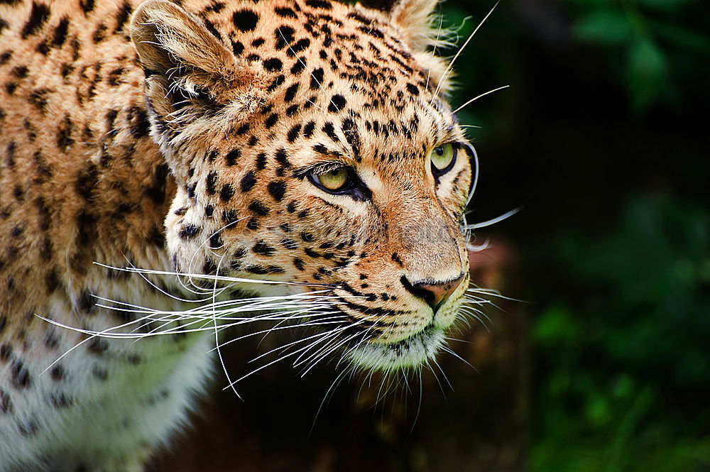 Similar – Close up portrait of Persian leopard