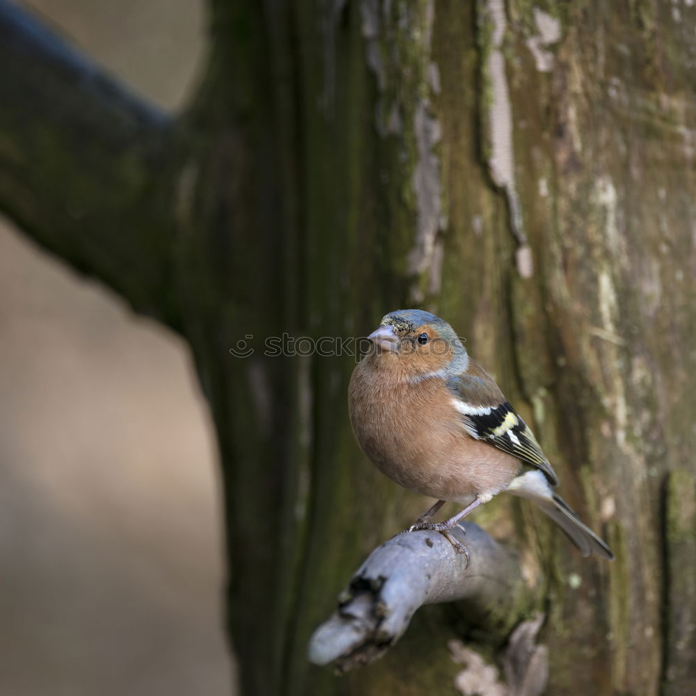 Similar – Image, Stock Photo Nuthatch (Sitta europaea)