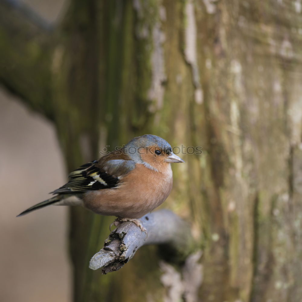 Similar – Image, Stock Photo Chaffinch sitting on a branch