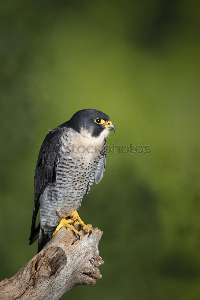 Similar – Image, Stock Photo Northern Goshawk