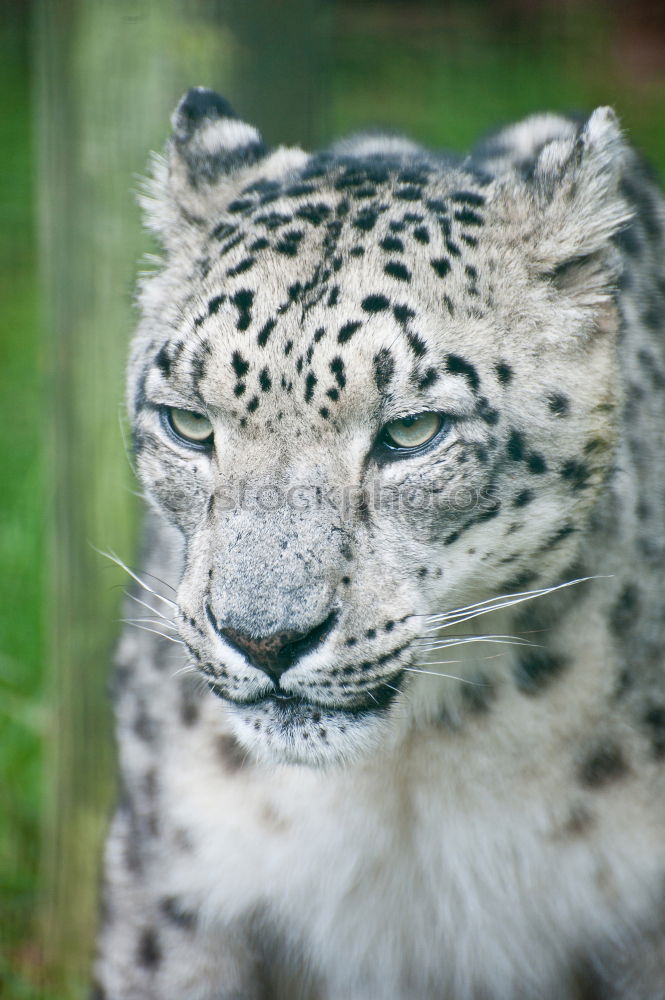 Similar – Close up portrait of male snow leopard