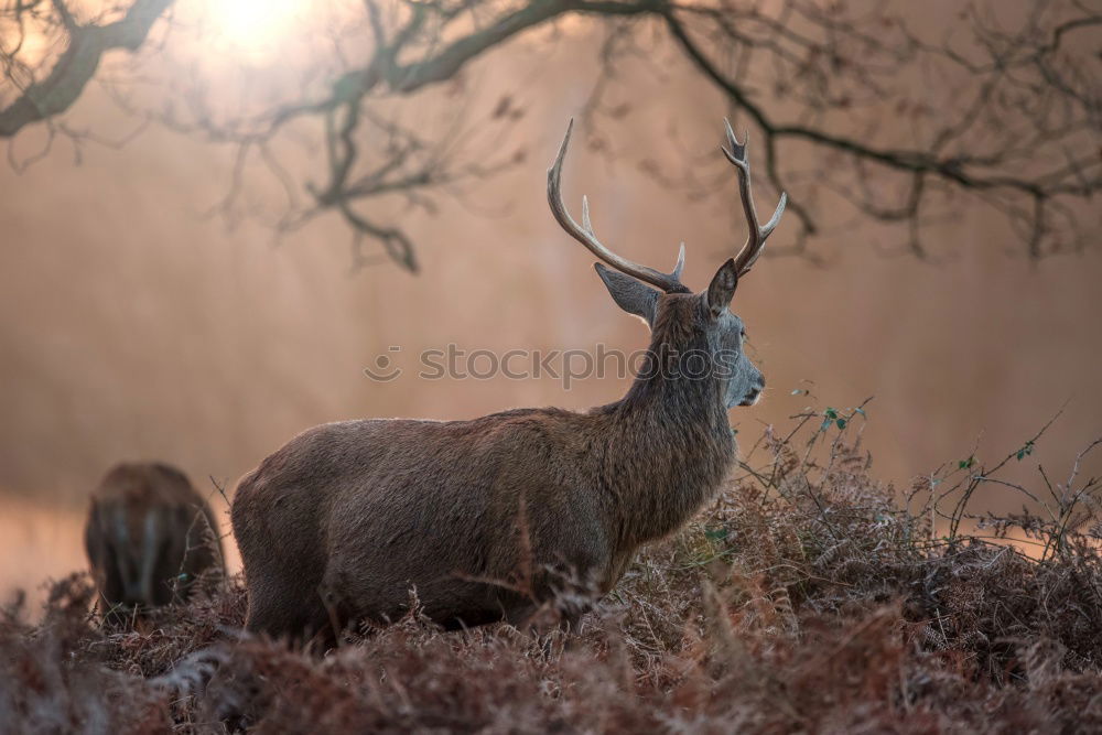 Similar – Image, Stock Photo Deer cow in the Highlands of Scotland