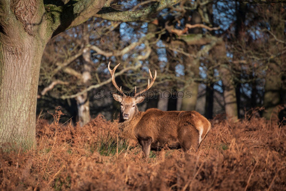 Similar – Image, Stock Photo Deer cow in the Highlands of Scotland