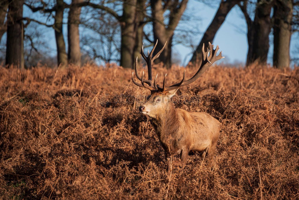 Similar – Image, Stock Photo Deer cow in the Highlands of Scotland