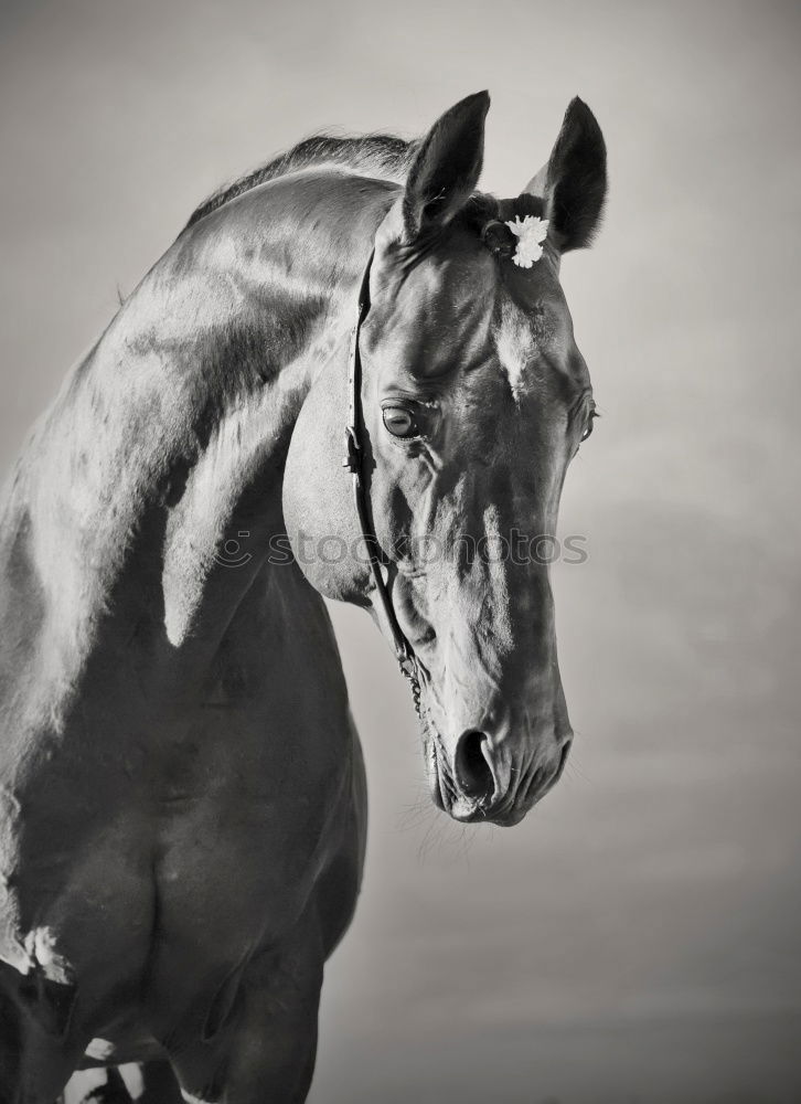 Similar – Image, Stock Photo A horse stands in its own shit