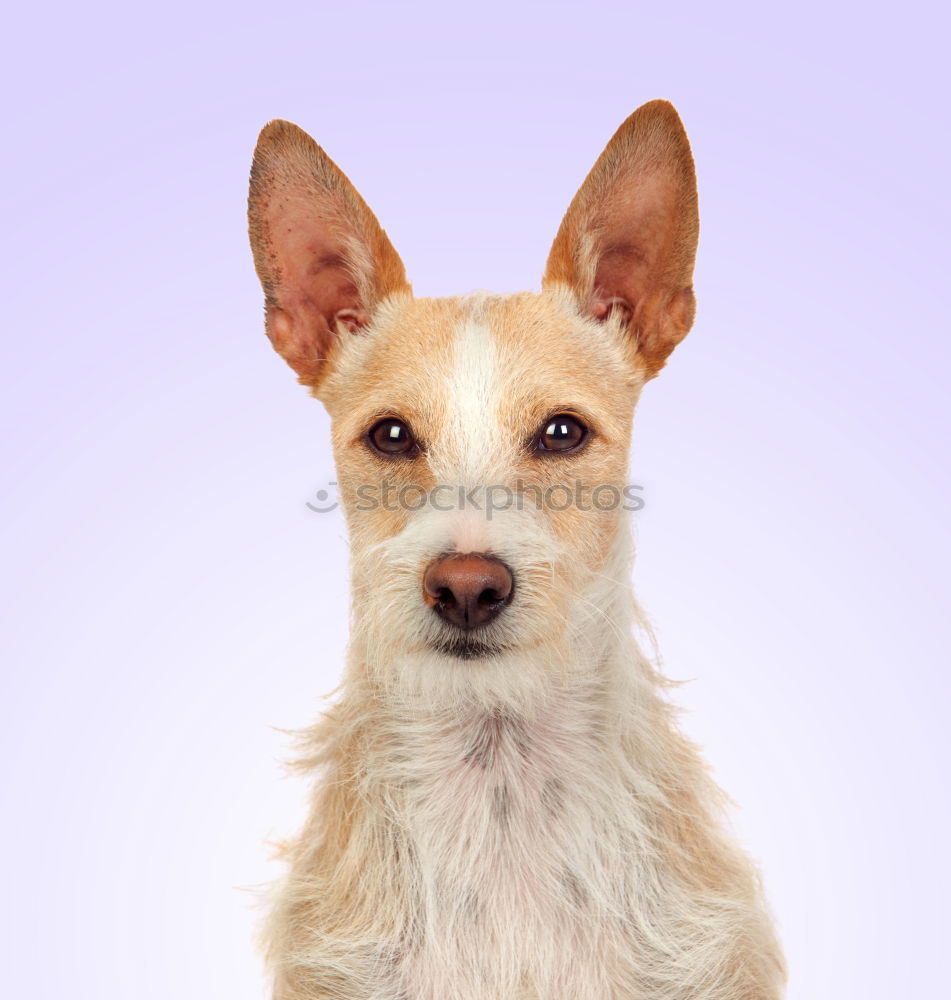 Similar – Image, Stock Photo Puppy looking at camera. Lovely gray Mini pinscher.