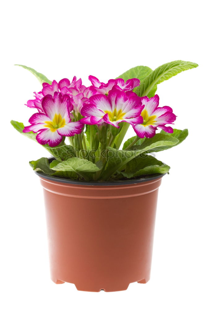 Similar – Yellow primroses on red wooden table