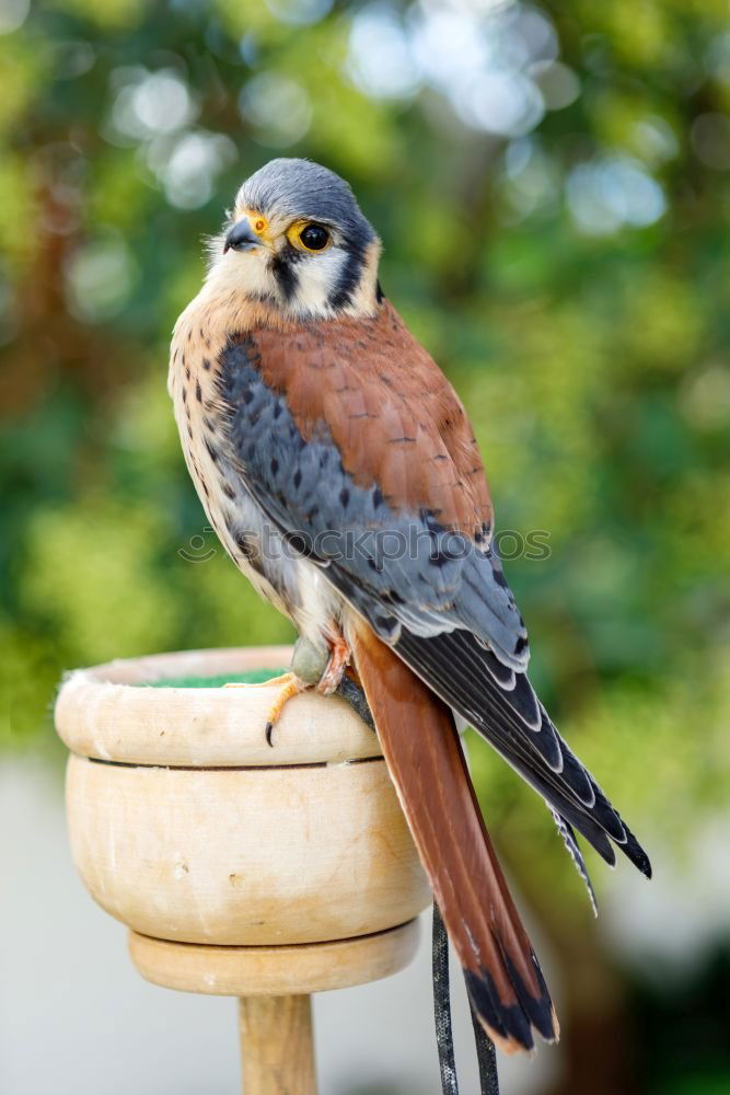 Similar – Image, Stock Photo garden bird on a stump