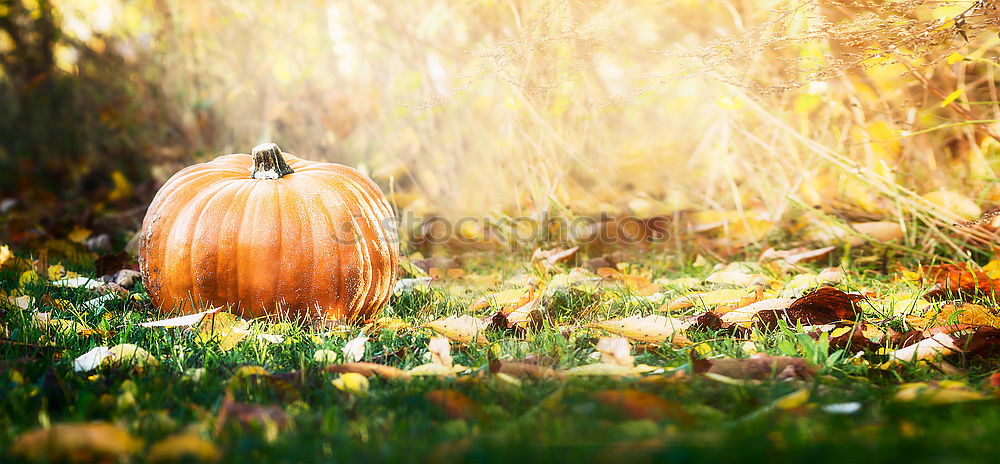 Similar – Image, Stock Photo Chestnut shoes in autumn forest