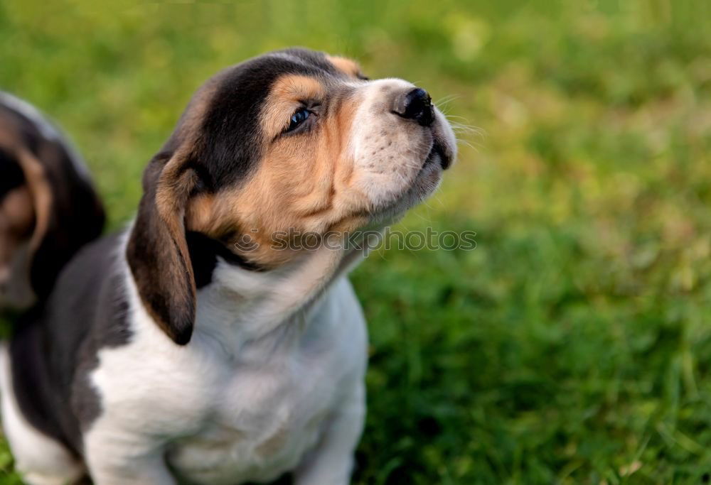 Similar – Image, Stock Photo Beautiful beagle puppy on the green grass