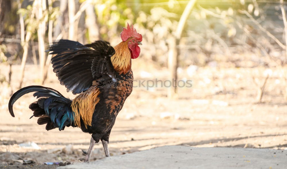 Similar – You know, the world’s upside down when the rooster crows on sunday.