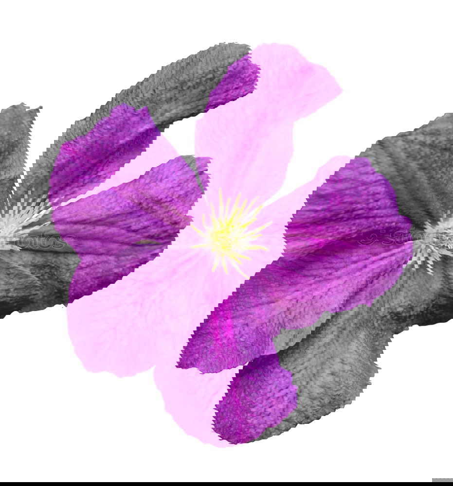 Similar – Image, Stock Photo Petunia, Pitunia, Surfina