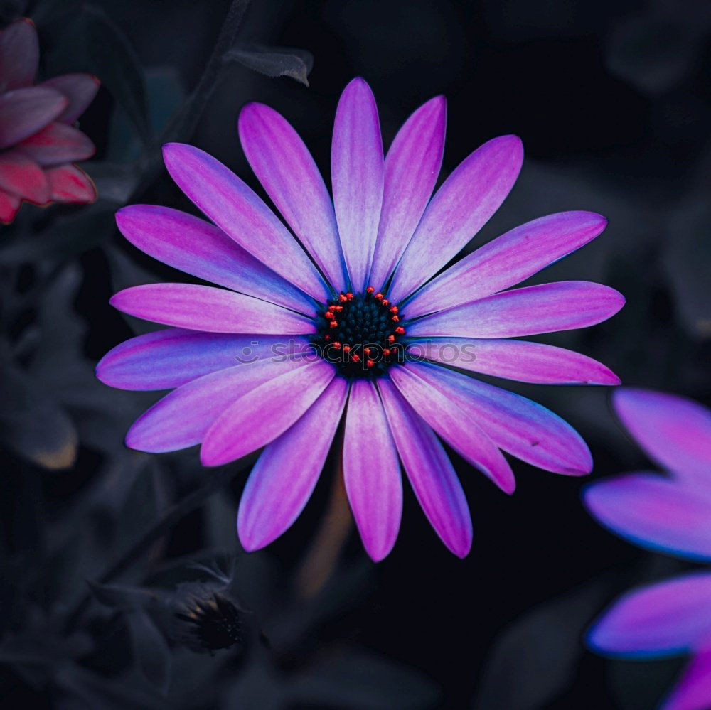 Similar – Foto Bild Blümchen, die zweite Blume