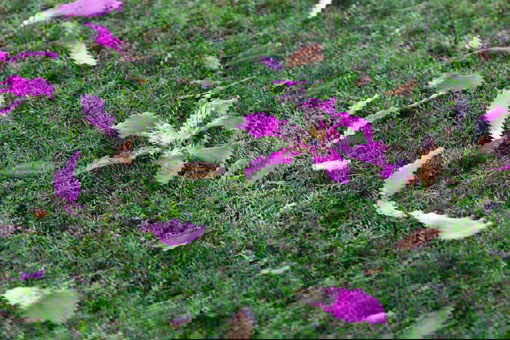 Similar – Image, Stock Photo transient beauty Spring