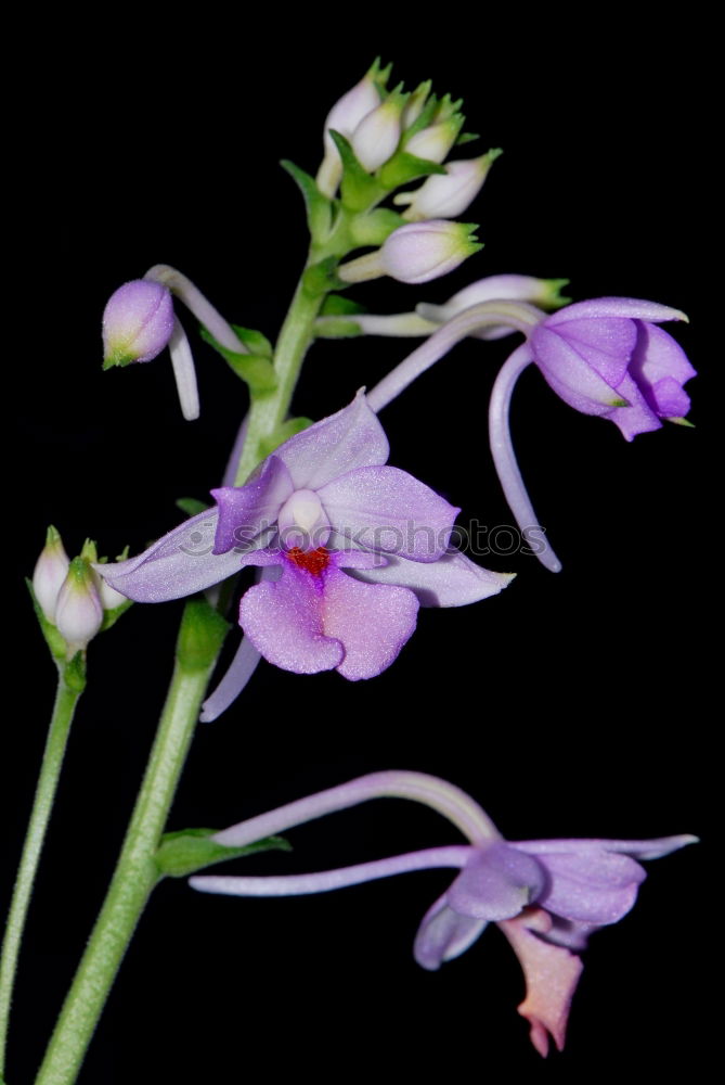 Muecken-Haendelwurz, Gymnadenia conopsea