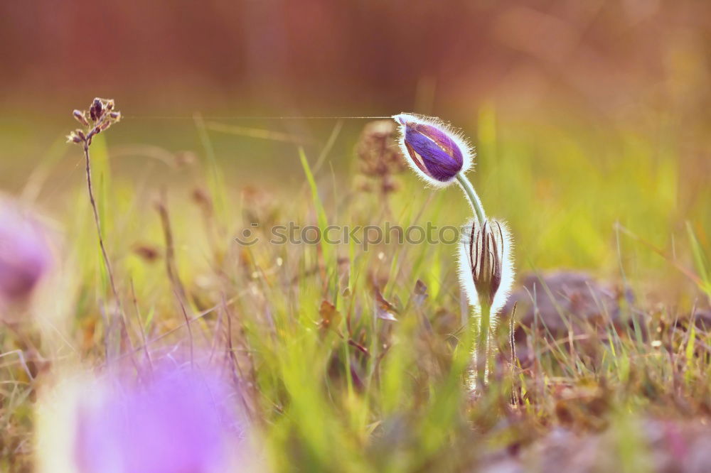 Similar – Image, Stock Photo delicate crocuses bloom in march