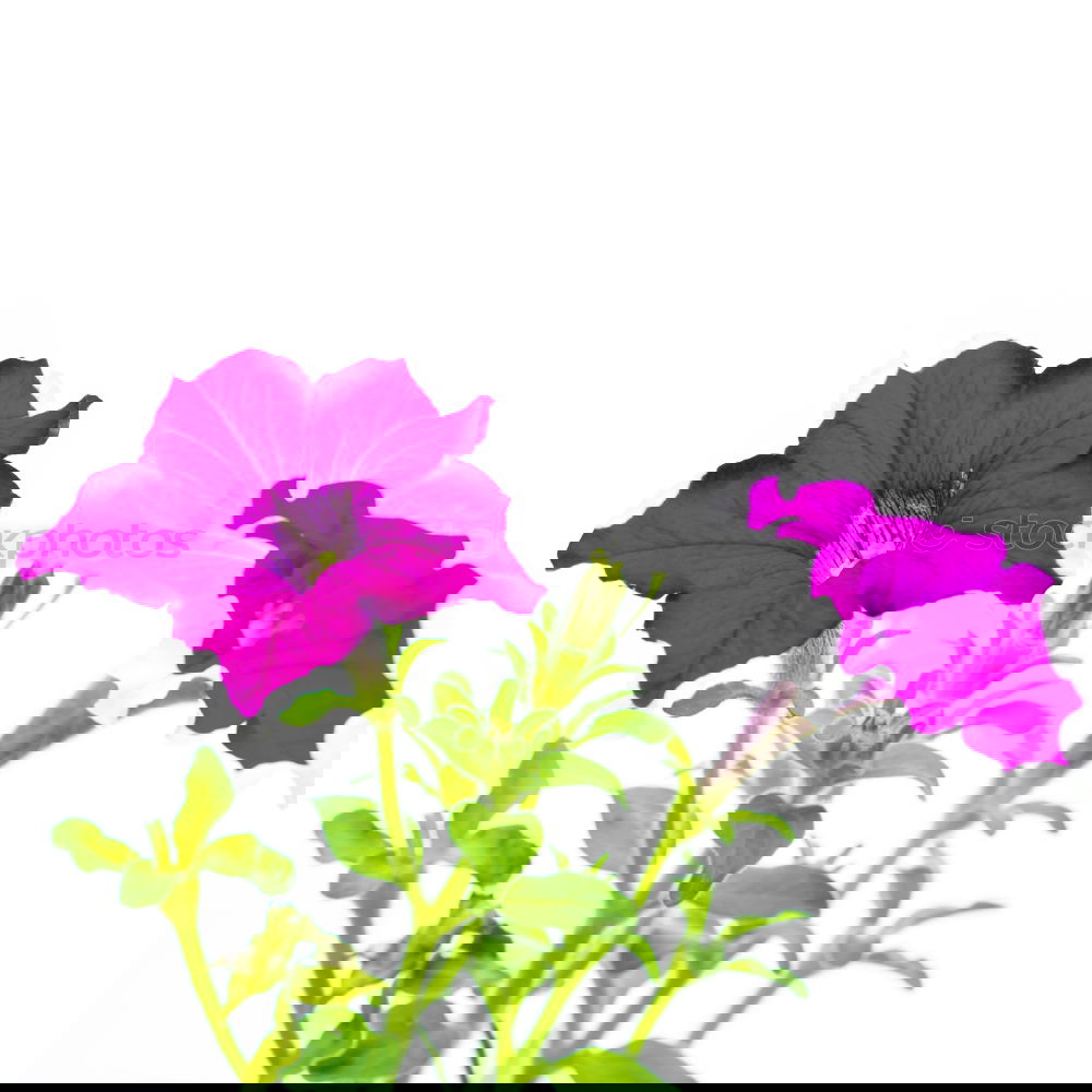 Similar – Image, Stock Photo Petunia, Pitunia, Surfina