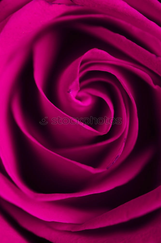 Similar – Image, Stock Photo Rose Pink Red Nature Plant