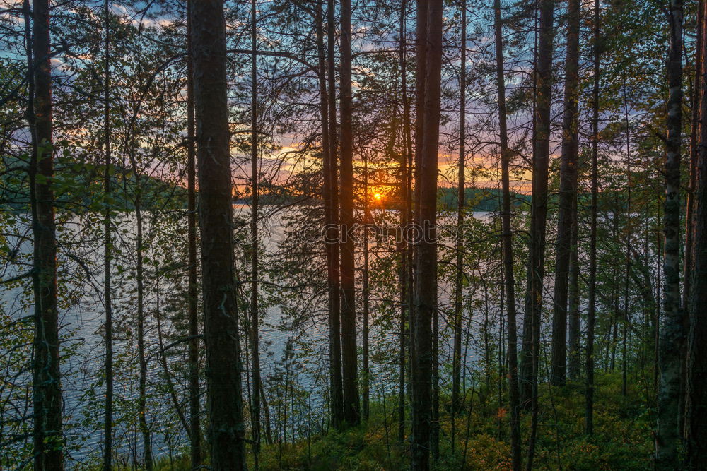 Image, Stock Photo Between the trees