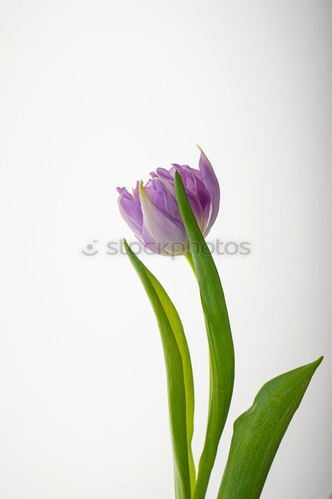 Similar – Crowned anemone with violet against a light background