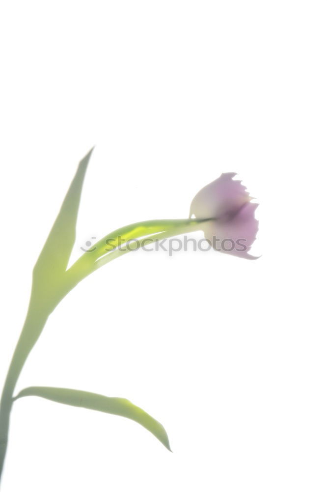 Similar – SpringGreen Freesia Flower