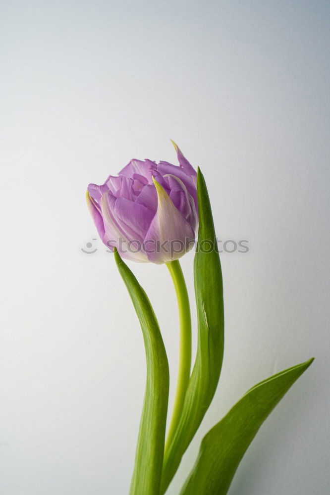 Similar – Flower of a star-shaped umbel in pink and green against a white background