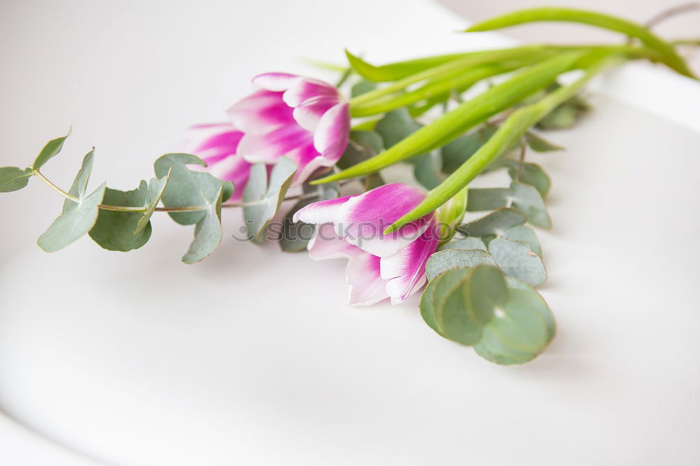 Similar – Image, Stock Photo Leaves and pink flower frame on white bakcground