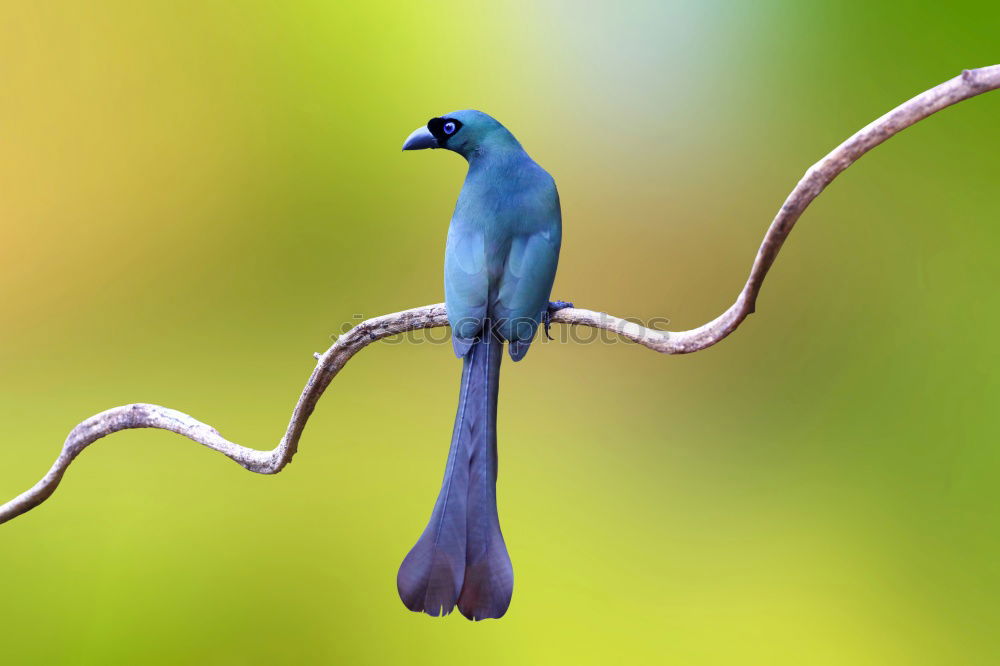 Similar – Image, Stock Photo violet-tailed sylph hummingbird