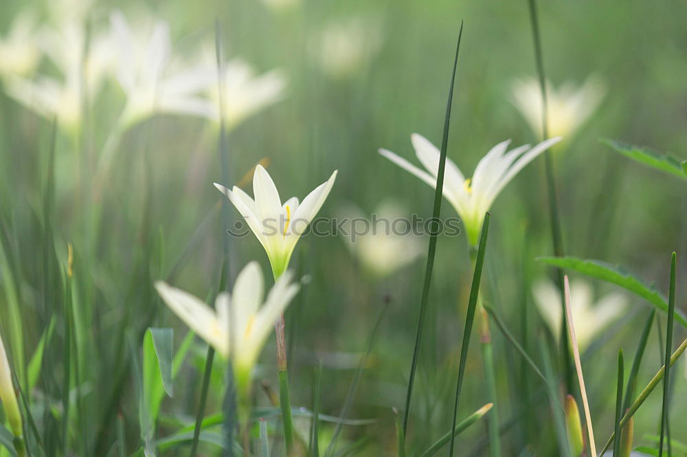 Similar – Frühling 2 Schlosspark