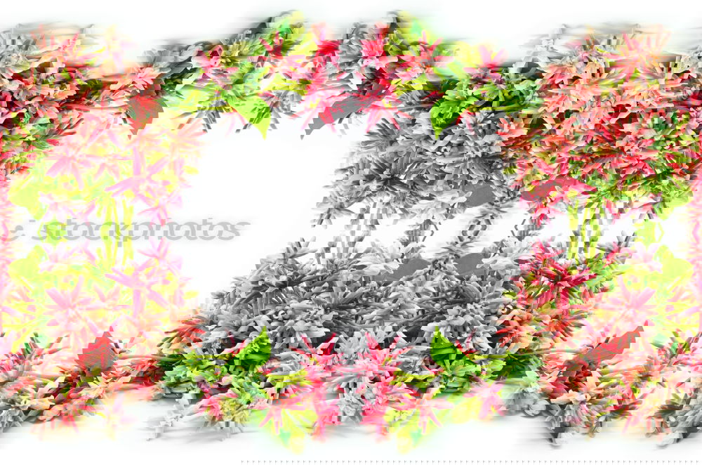 Similar – Image, Stock Photo Tulip Frame Background