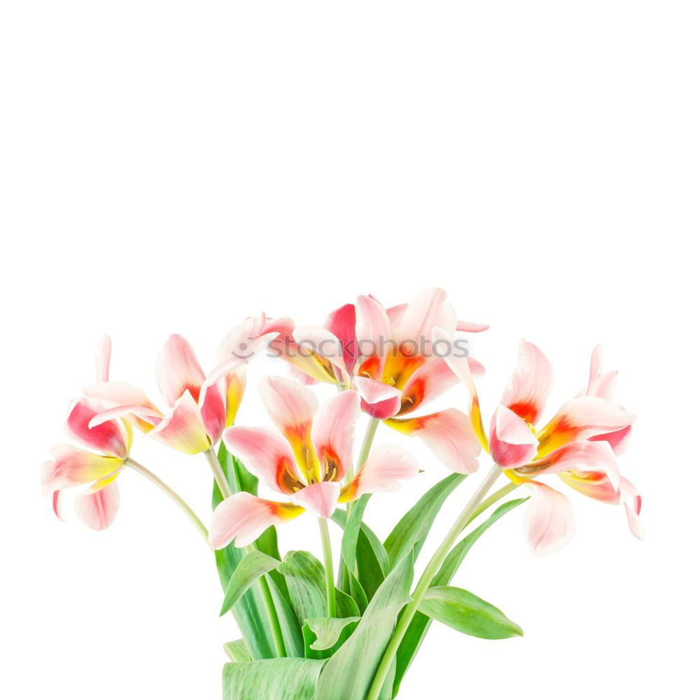 Similar – Image, Stock Photo Pink tulips on white background