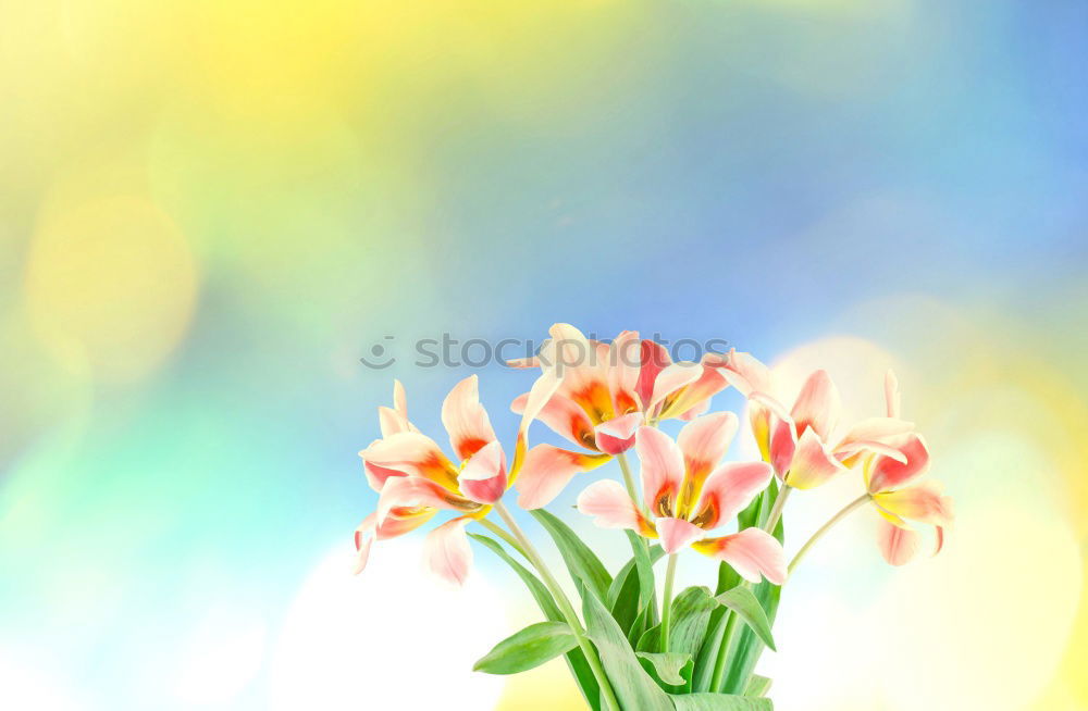 Similar – Image, Stock Photo Tulips flowers picturesque