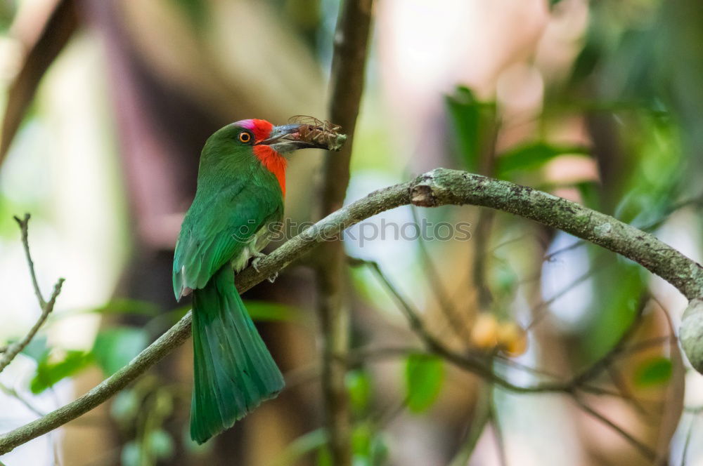 Image, Stock Photo Green Bee Eater