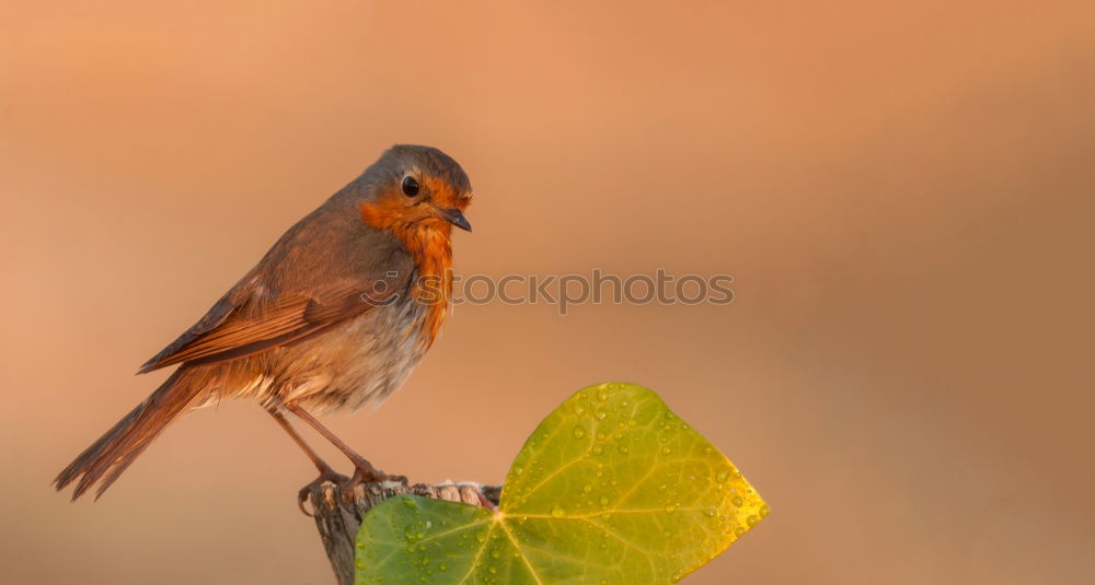 Robin #5 Nature Animal