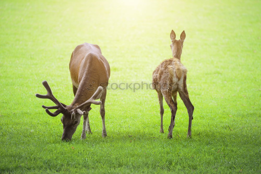 Similar – Foto Bild Gestatten: Kartoffelpü Reh