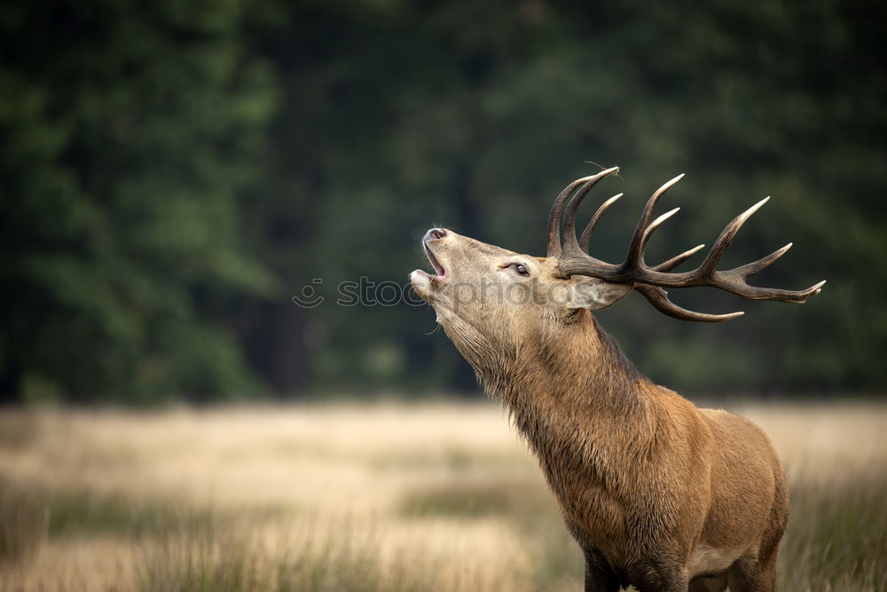 Similar – Image, Stock Photo under observation