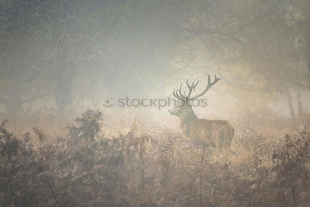 Image, Stock Photo calf Nature Animal Tree