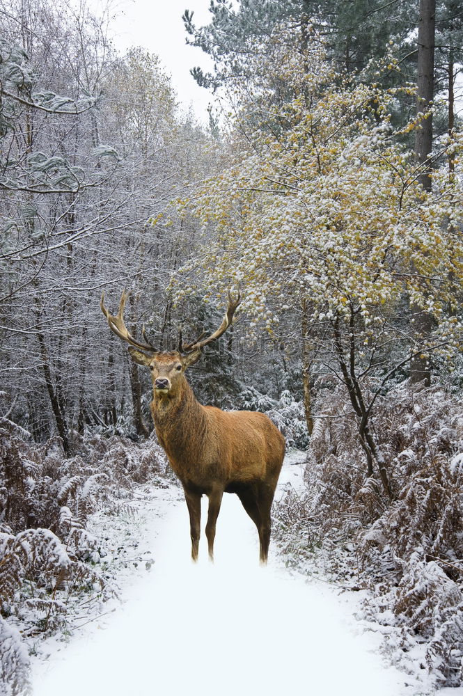 Similar – Auf der Hut! Winter Schnee