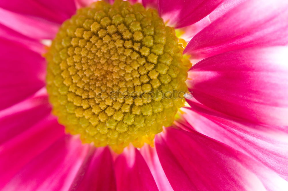 Similar – Image, Stock Photo flower power pink flower