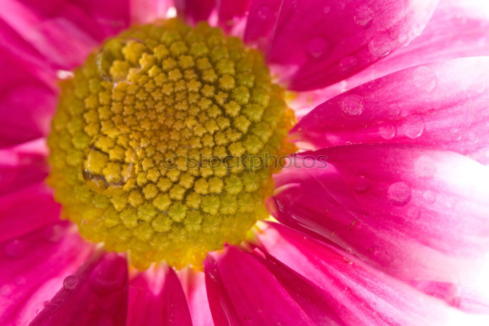 Similar – opium poppy,flower